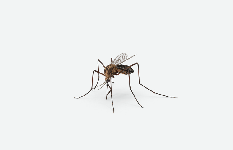 Now, a malaria vaccine