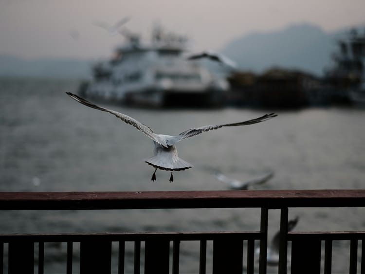 The Chinese armada